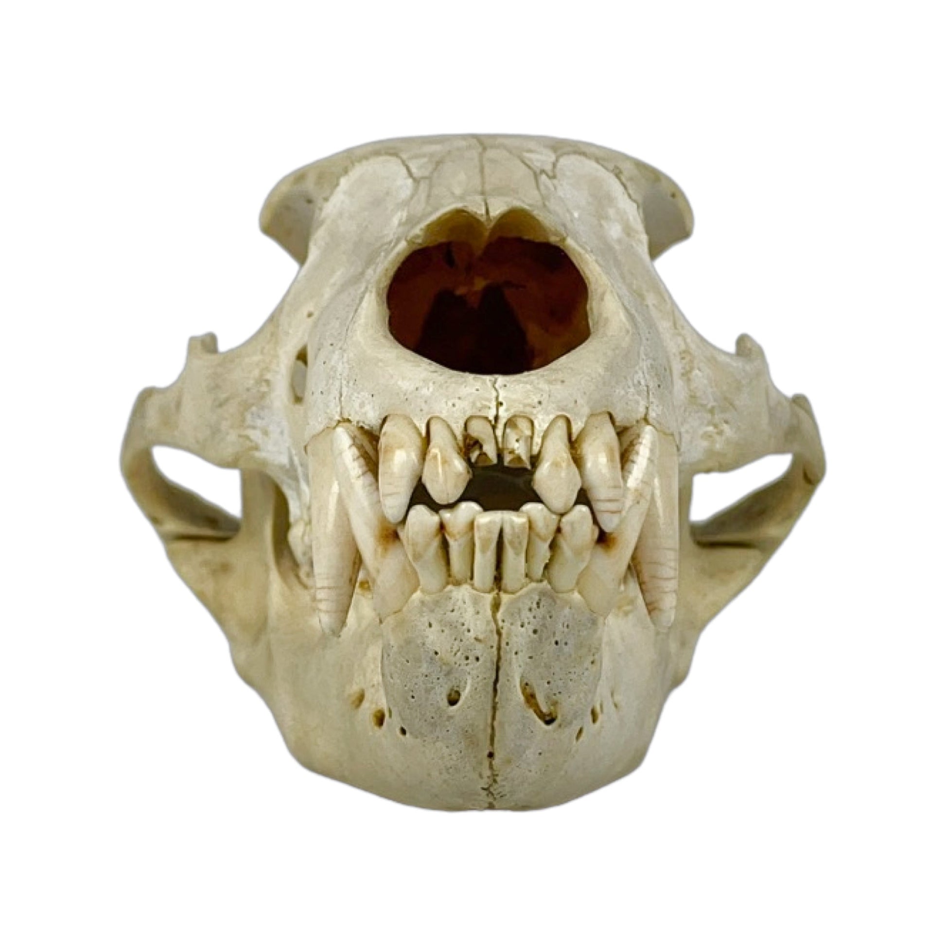 A Home Decor Taxidermy Bear Skull  of Grade Respectable