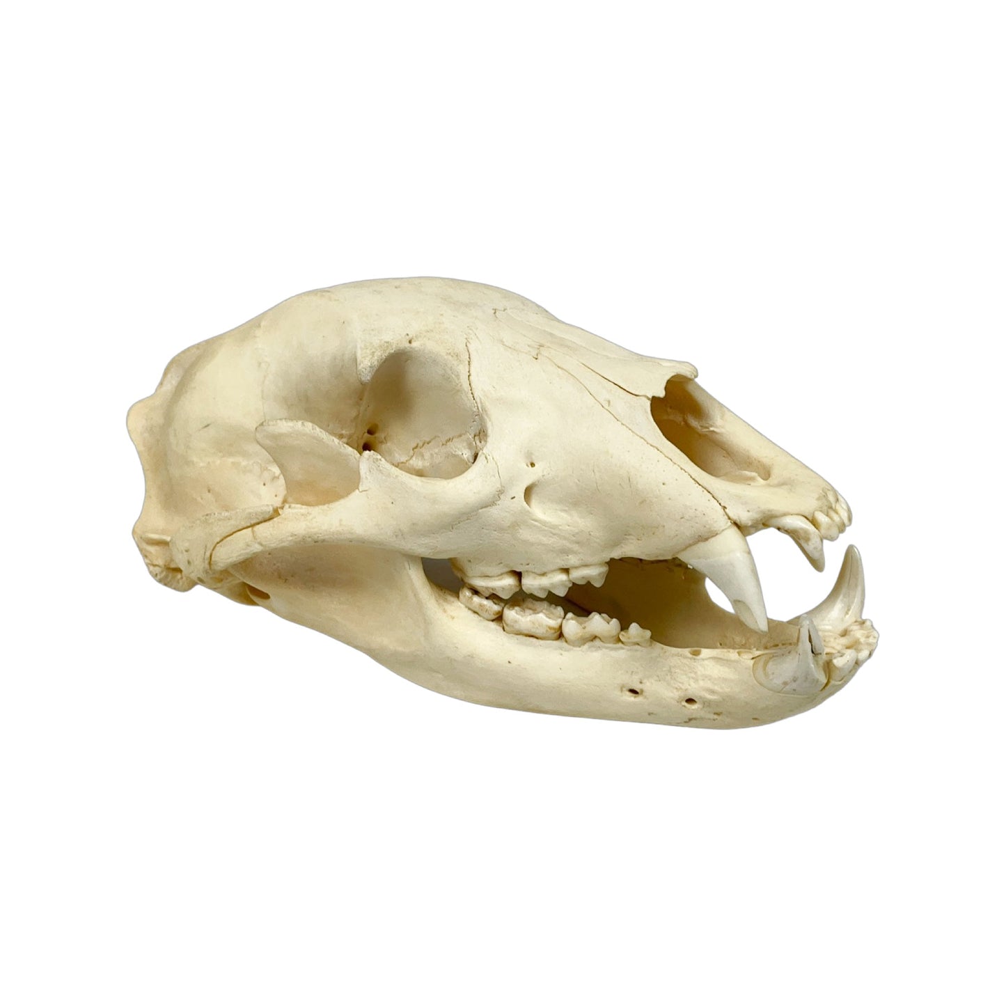 A Home Decor Taxidermy Bear Skull  of Grade Respectable