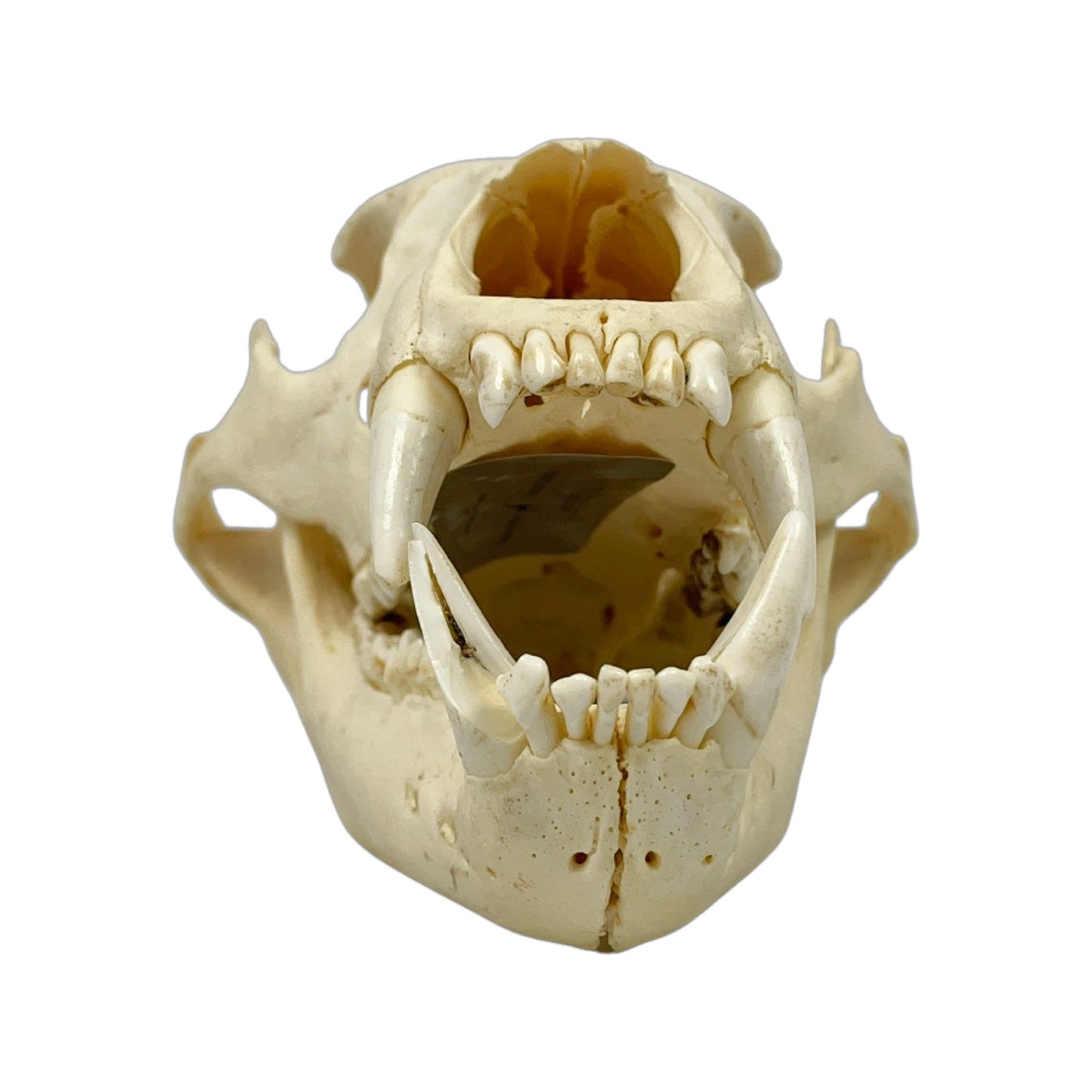 A Home Decor Taxidermy Bear Skull  of Grade Respectable