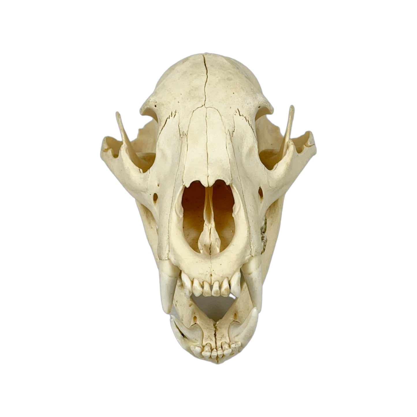 A Home Decor Taxidermy Bear Skull  of Grade Respectable