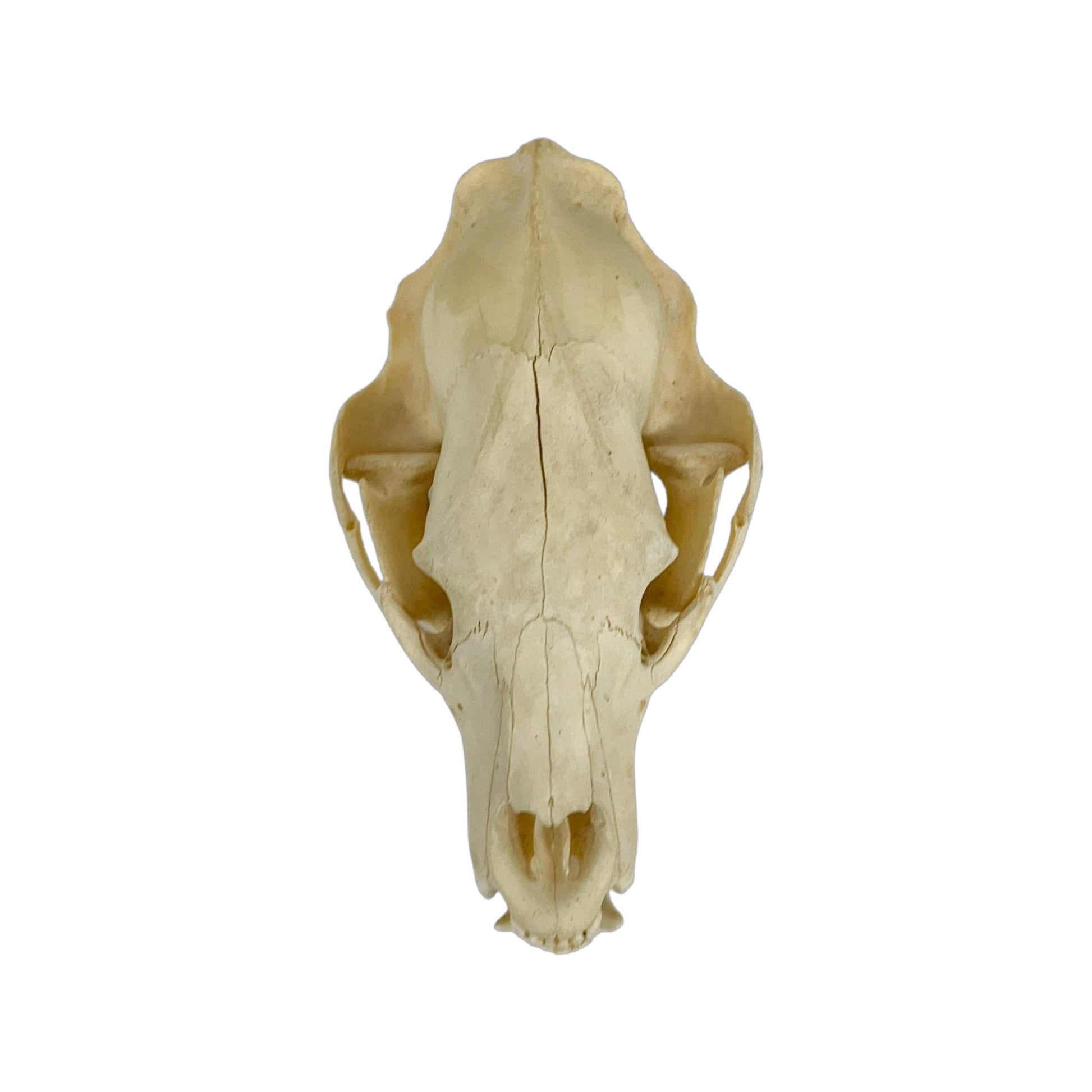 A Home Decor Taxidermy Bear Skull  of Grade Respectable