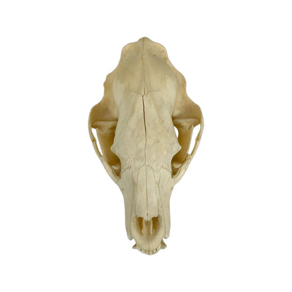 A Home Decor Taxidermy Bear Skull  of Grade Respectable