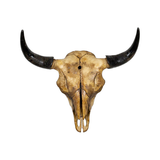 A Home Decor Taxidermy Bison Natural Coffee Stained Skull of Grade Remarkable