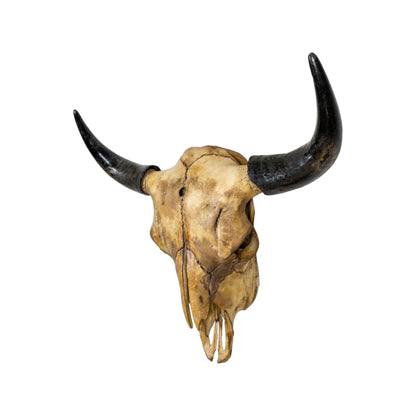 A Home Decor Taxidermy Bison Natural Coffee Stained Skull of Grade Remarkable