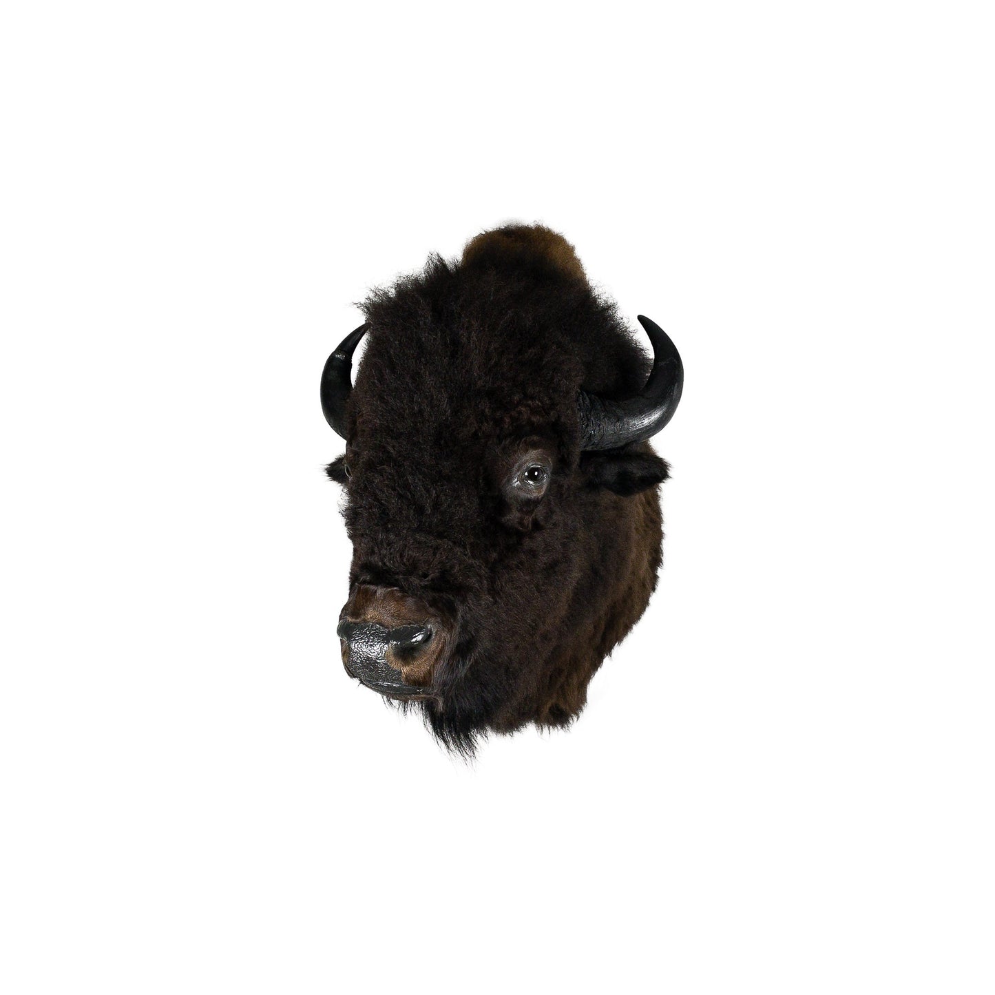 A Home Decor Taxidermy Bison Shoulder Mount of Grade World Class