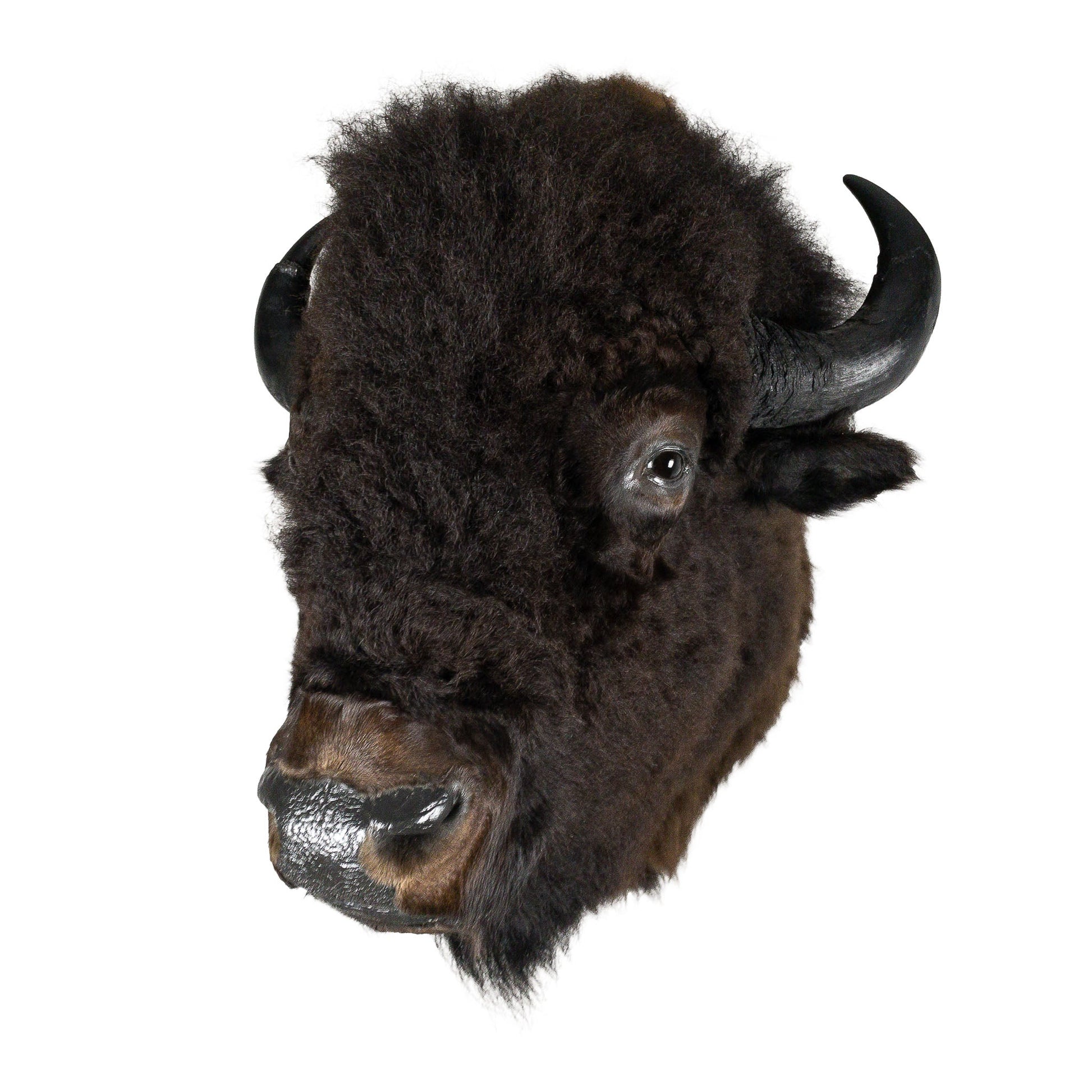 A Home Decor Taxidermy Bison Shoulder Mount of Grade World Class