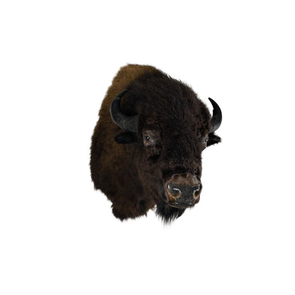 A Home Decor Taxidermy Bison Shoulder Mount of Grade World Class