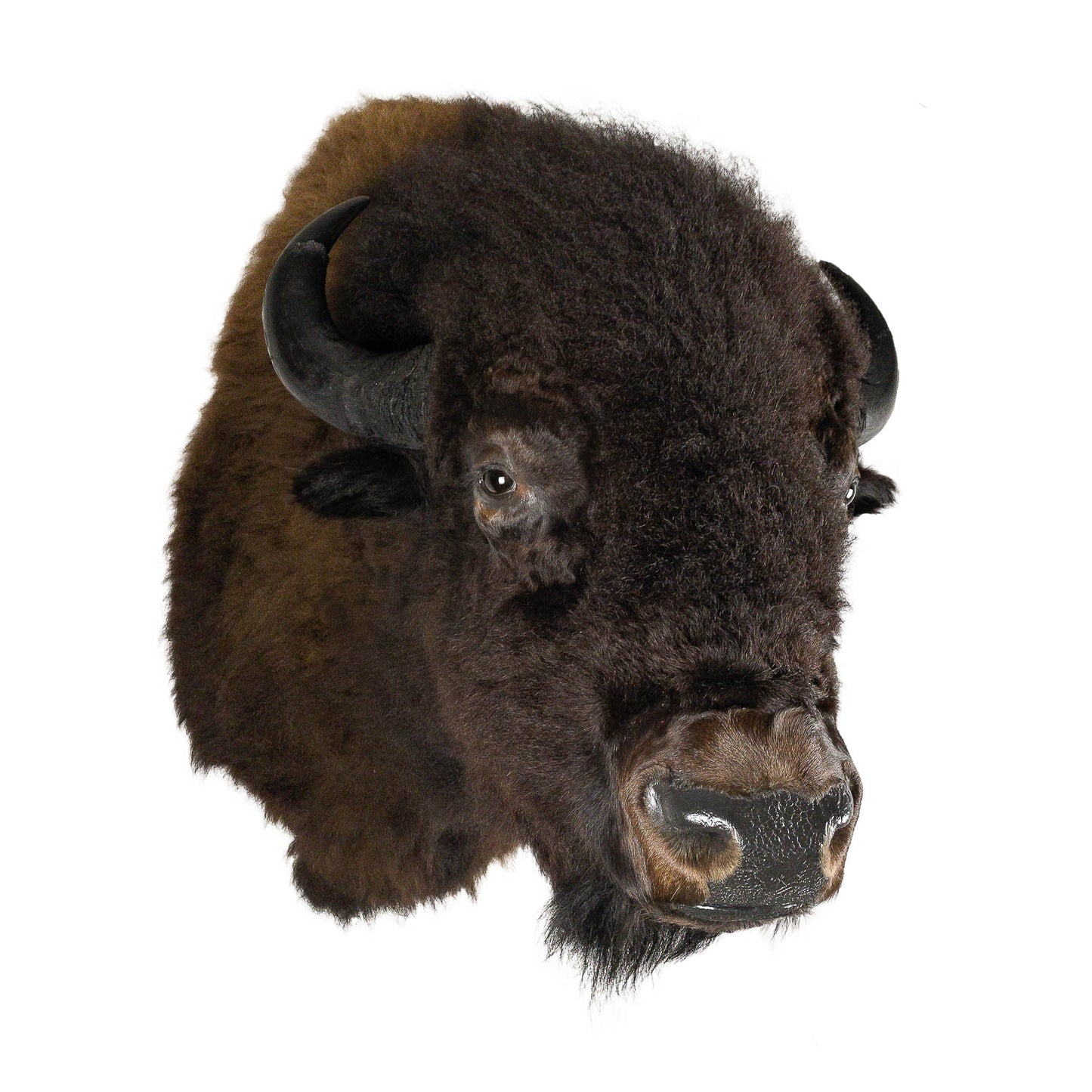 A Home Decor Taxidermy Bison Shoulder Mount of Grade World Class