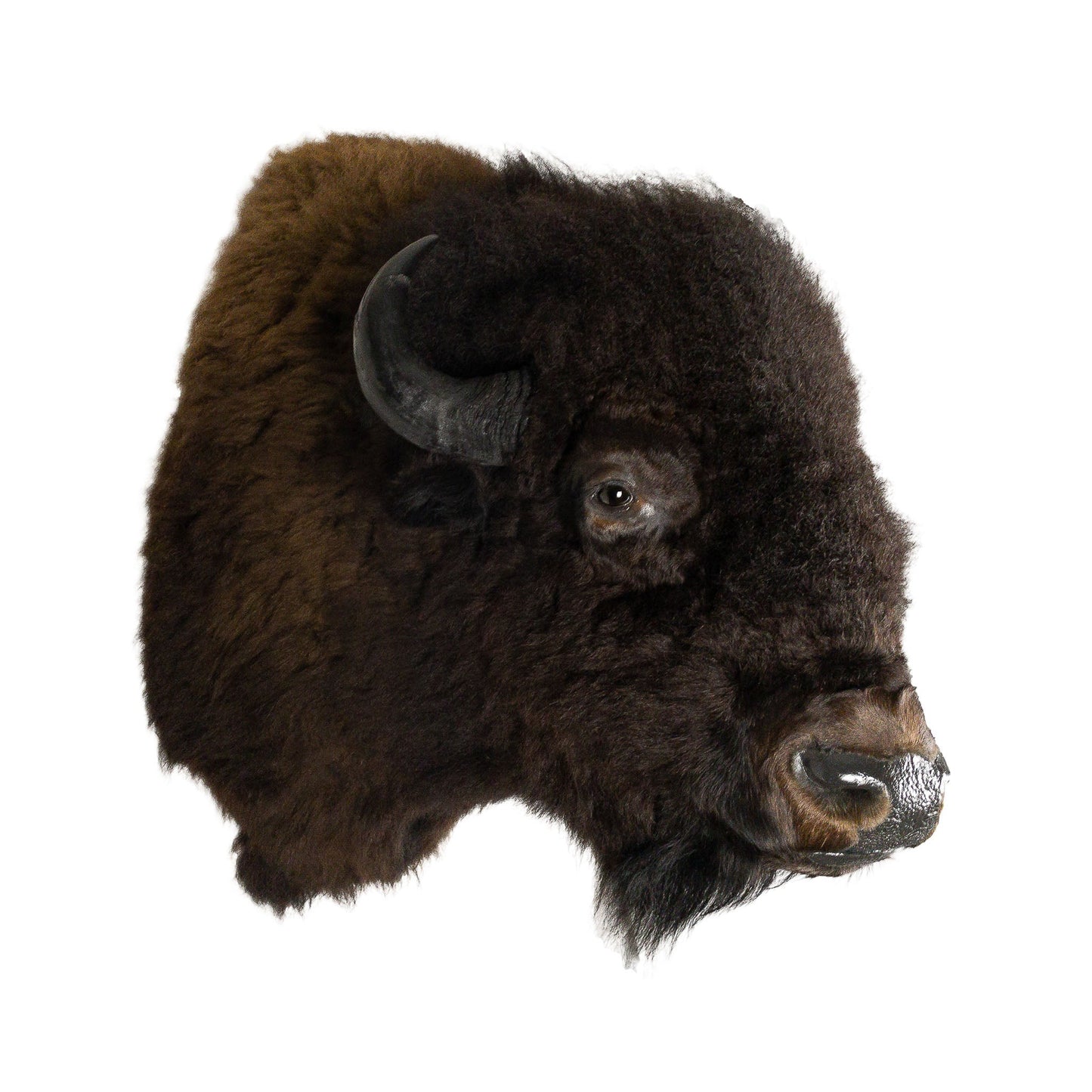 A Home Decor Taxidermy Bison Shoulder Mount of Grade World Class