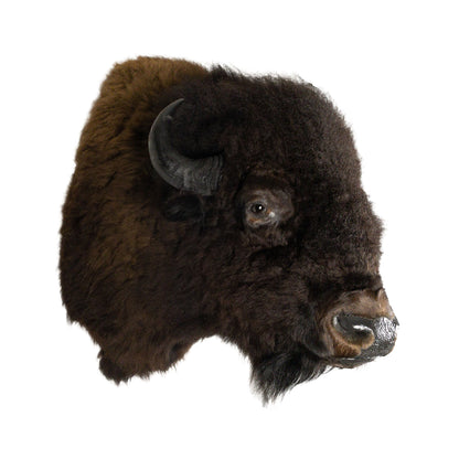 A Home Decor Taxidermy Bison Shoulder Mount of Grade World Class