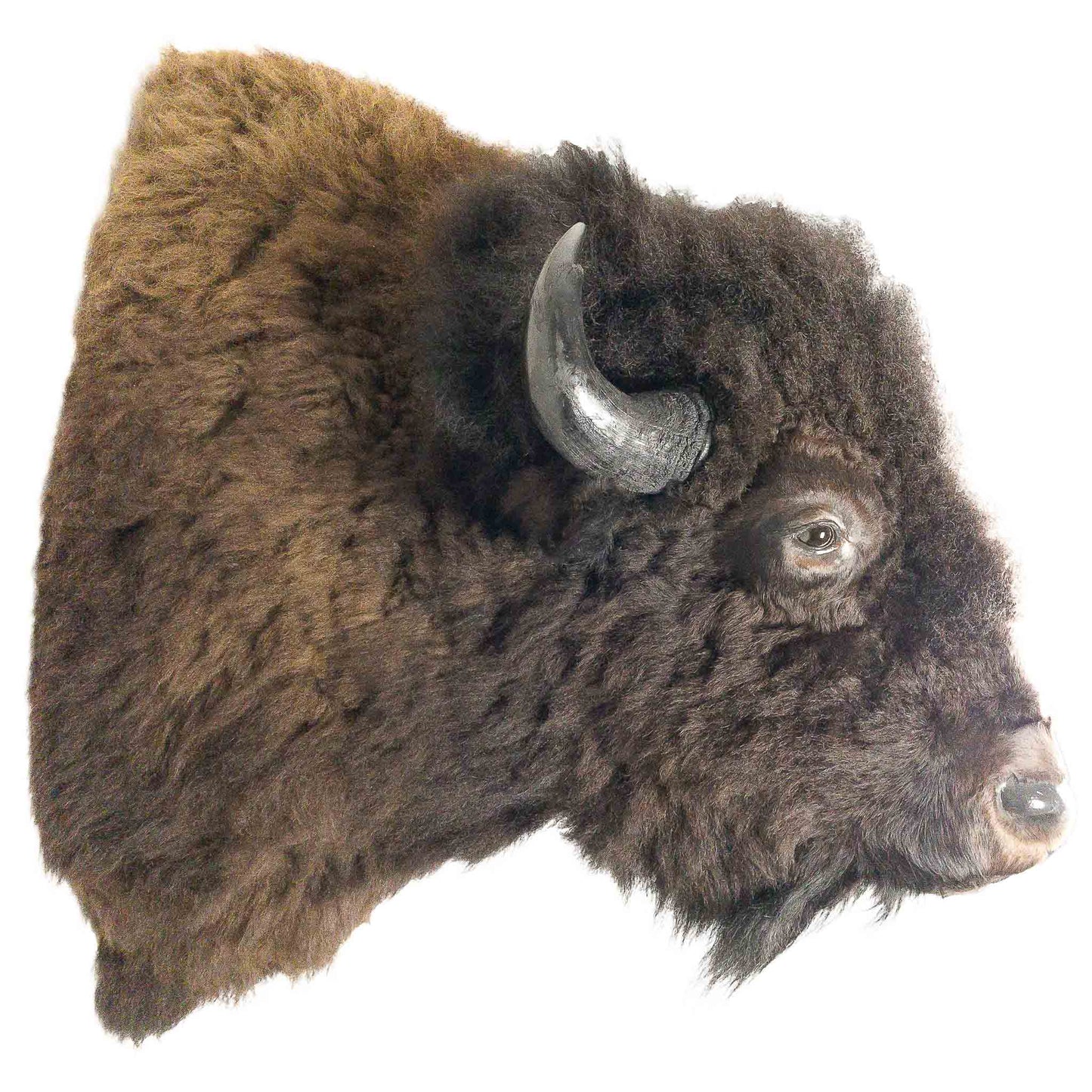 A Home Decor Taxidermy Bison Shoulder Mount of Grade World Class