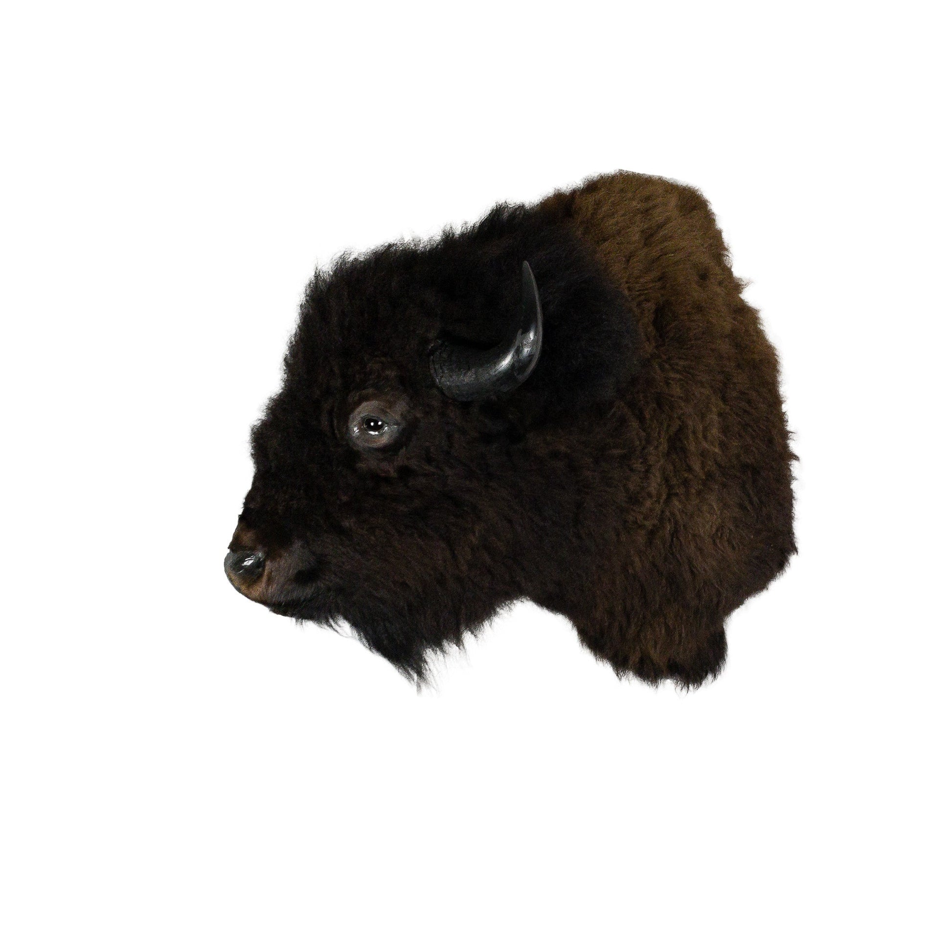 A Home Decor Taxidermy Bison Shoulder Mount of Grade World Class