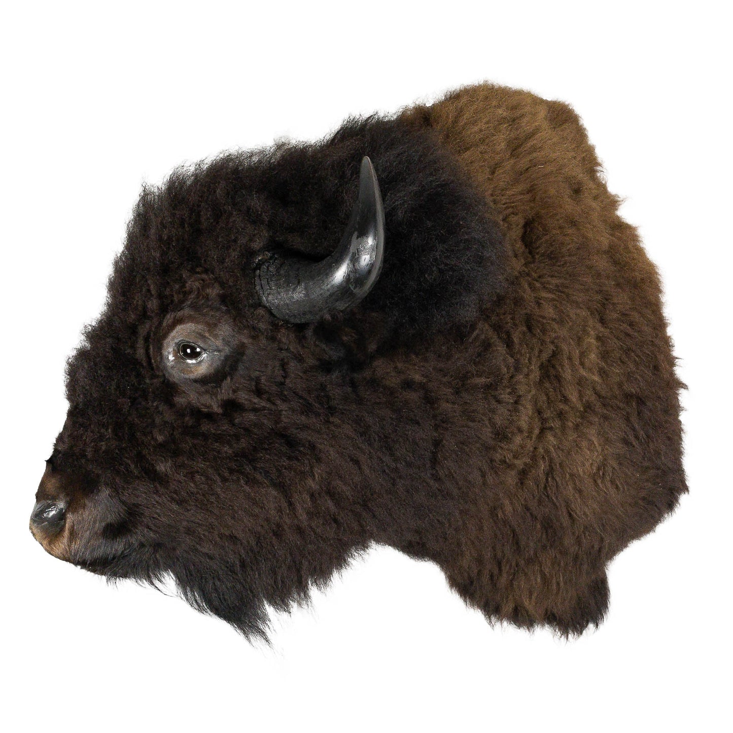 A Home Decor Taxidermy Bison Shoulder Mount of Grade World Class