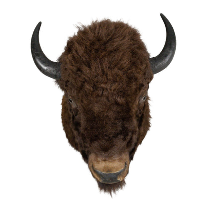 A Home Decor Taxidermy Bison Shoulder Mount of Grade World Class
