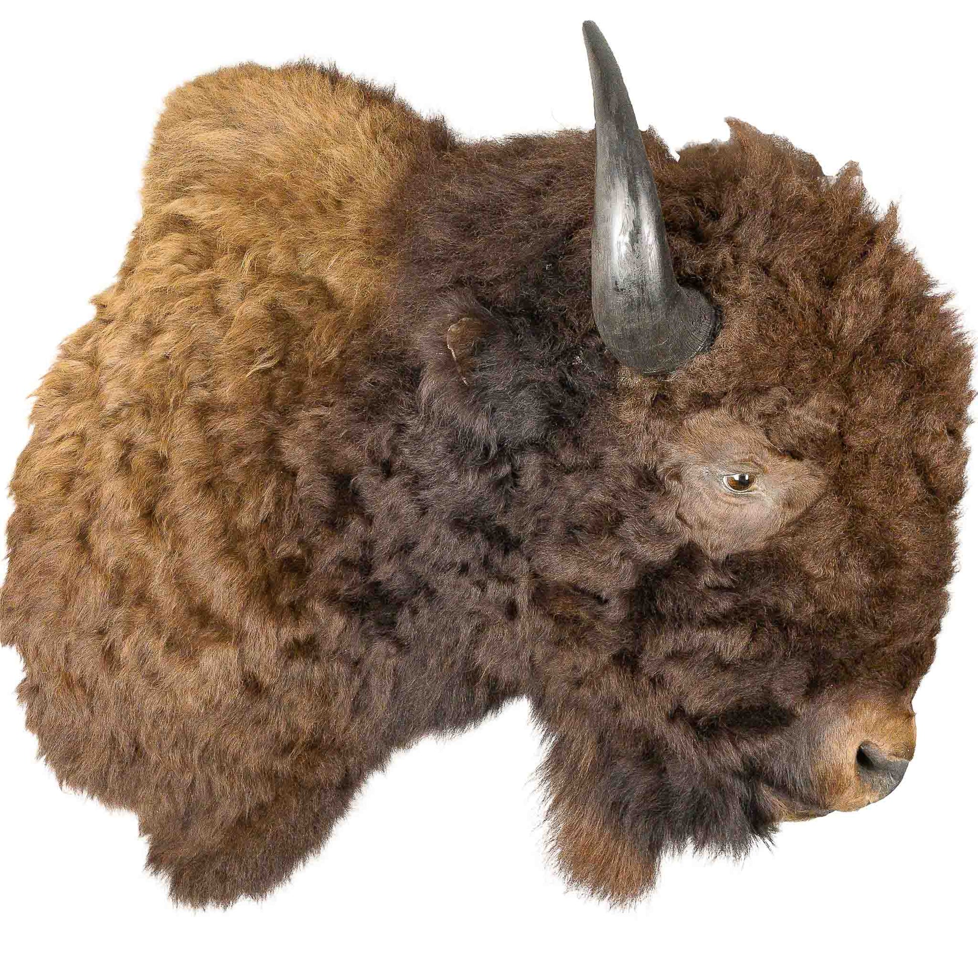 A Home Decor Taxidermy Bison Shoulder Mount of Grade World Class