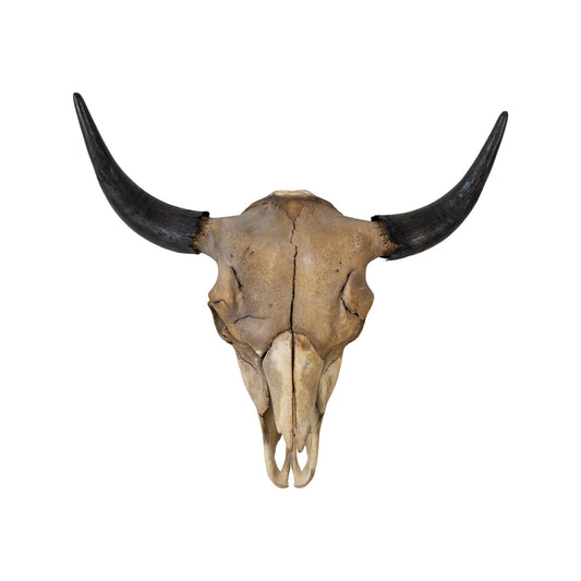 A Home Decor Taxidermy Skull Bison Coffee Stained of Grade Vintage