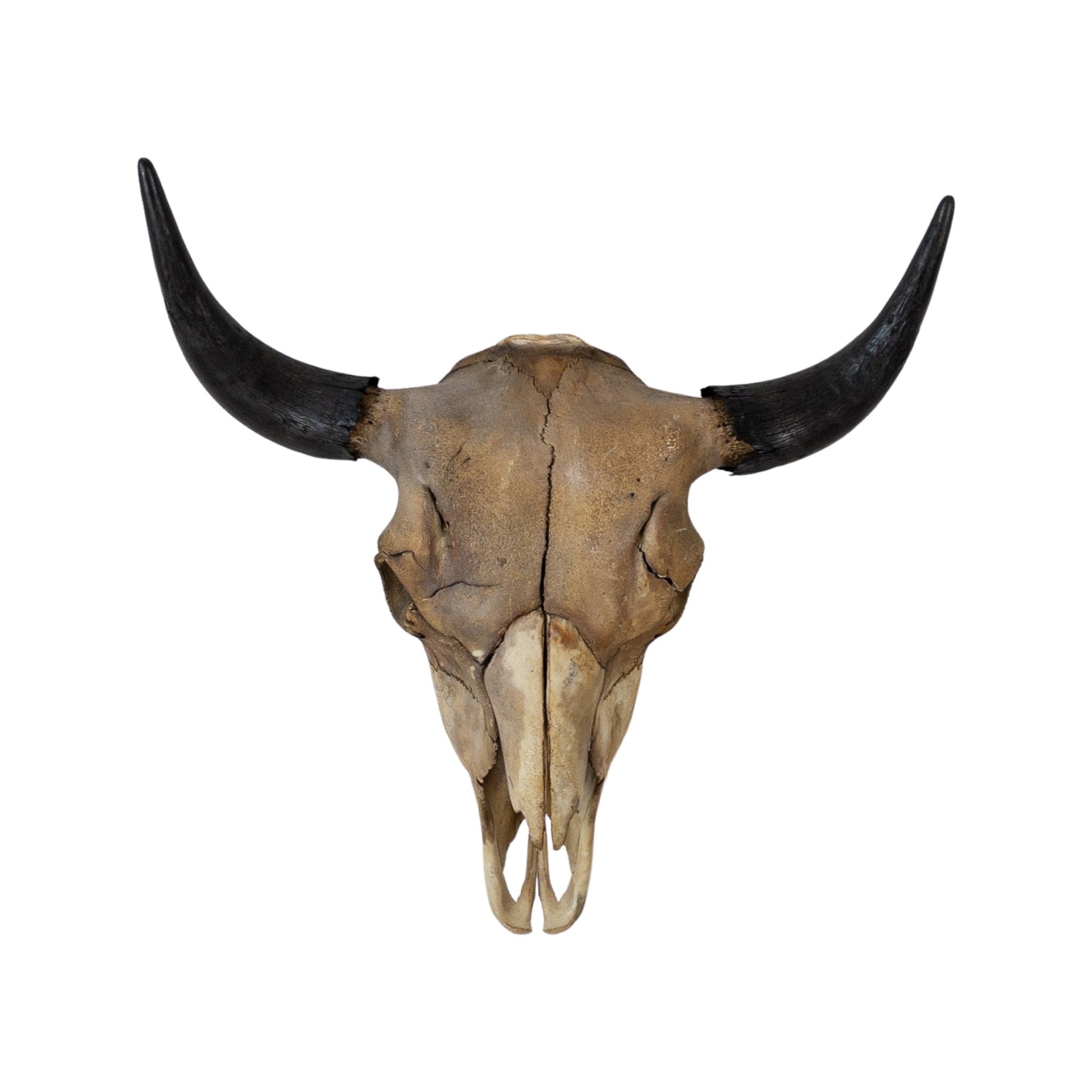 A Home Decor Taxidermy Skull Bison Coffee Stained of Grade Vintage
