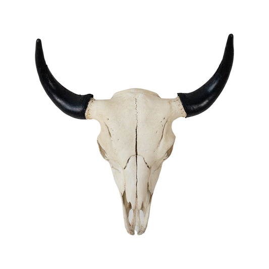 A Home Decor Taxidermy Skull Bisonof Grade Remarkable