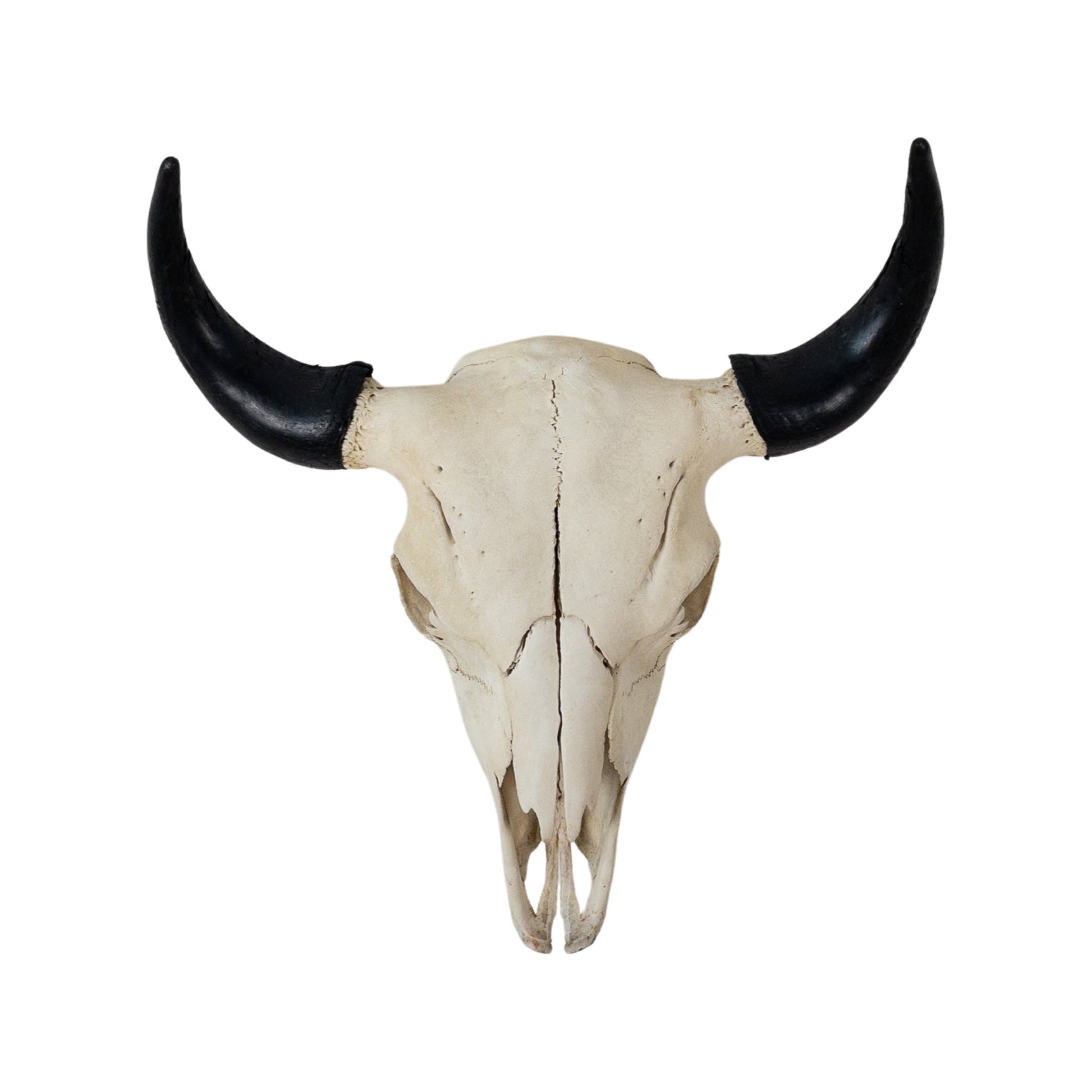 A Home Decor Taxidermy Skull Bisonof Grade Remarkable