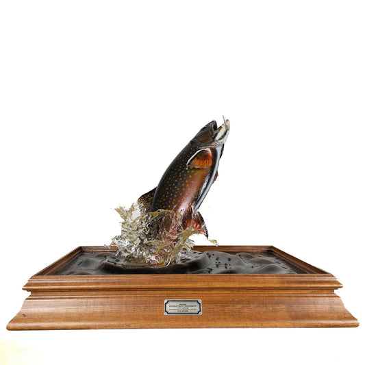 A Home Decor Taxidermy Fish Mount in Plexi-Glass Showcase Brook Trout Plexi-Glass Show case of Grade World Class
