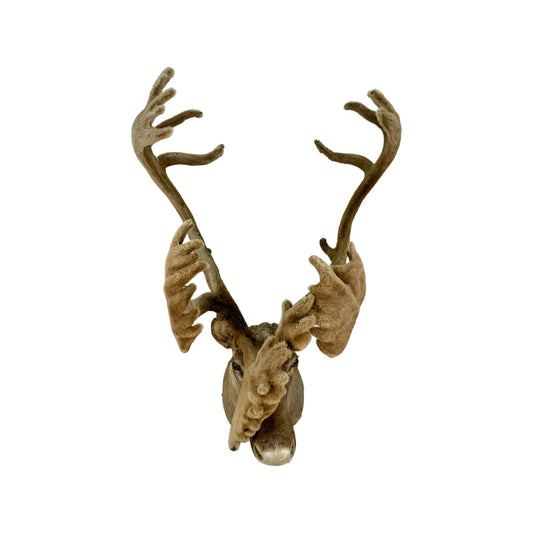 A Home Decor Taxidermy Caribou Shoulder Mount of Grade Remarkable
