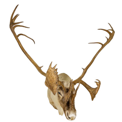 A Home Decor Taxidermy Caribou Shoulder Mount of Grade World Class