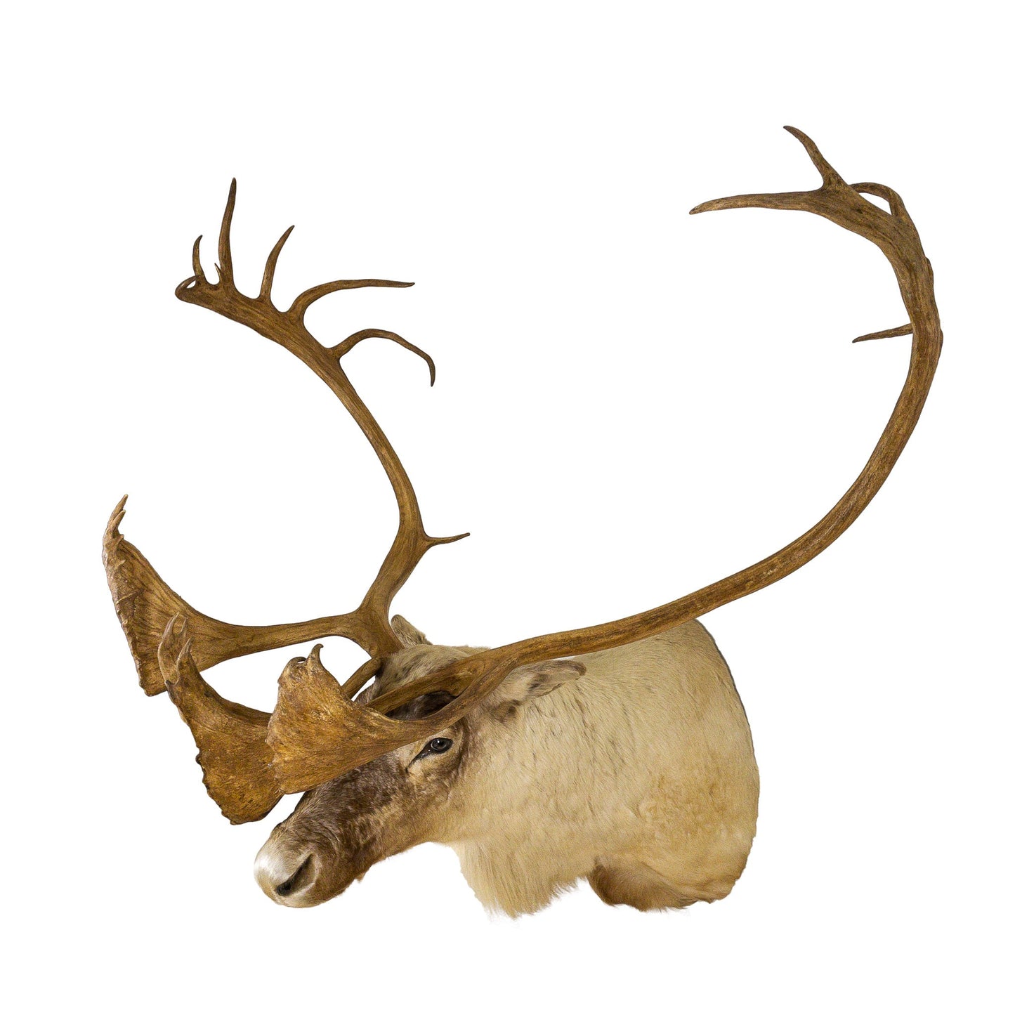 A Home Decor Taxidermy Caribou Shoulder Mount of Grade World Class