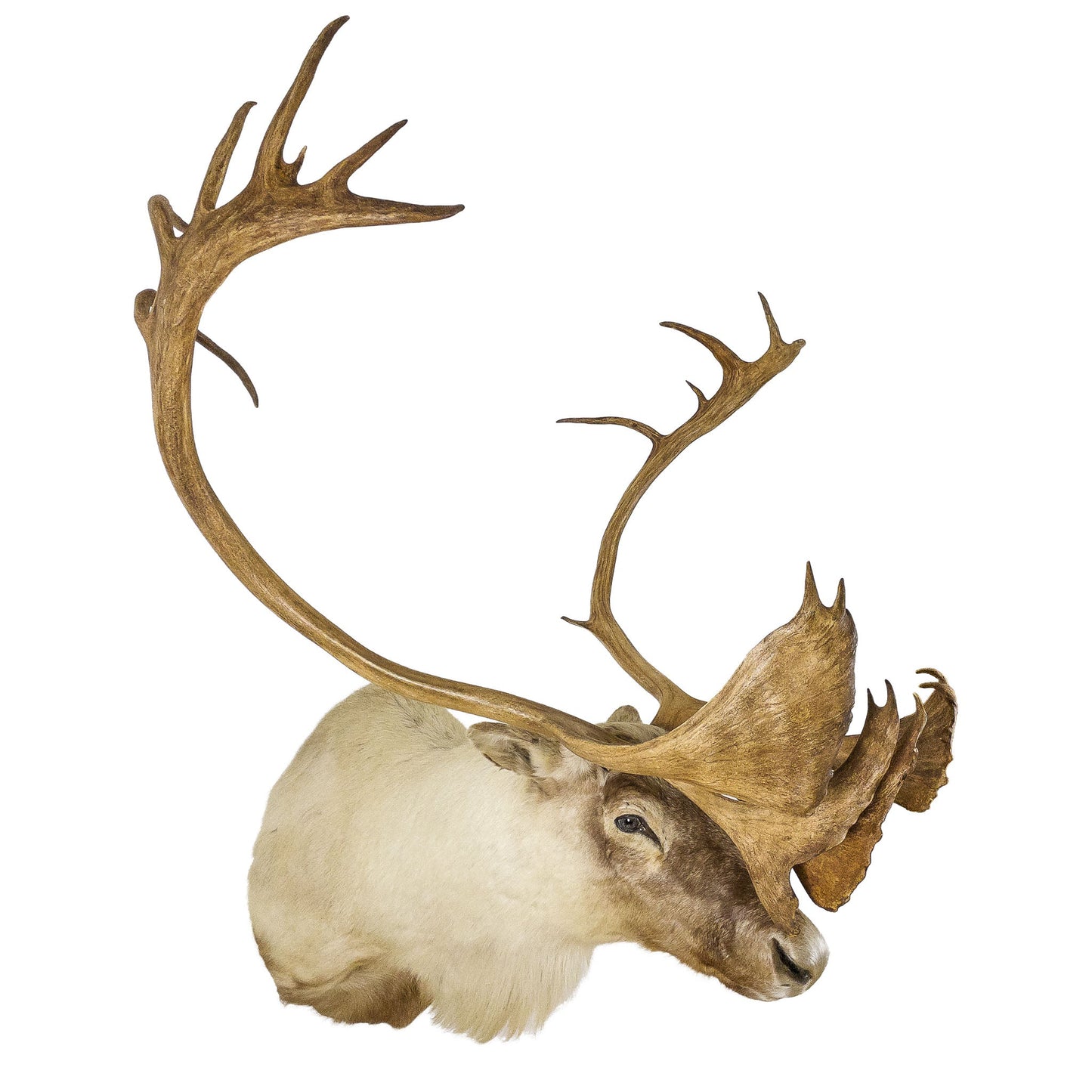 A Home Decor Taxidermy Caribou Shoulder Mount of Grade World Class