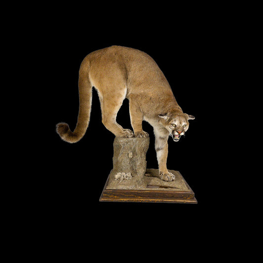 A Home Decor Taxidermy Cougar Life Size Mount of Grade Remarkable