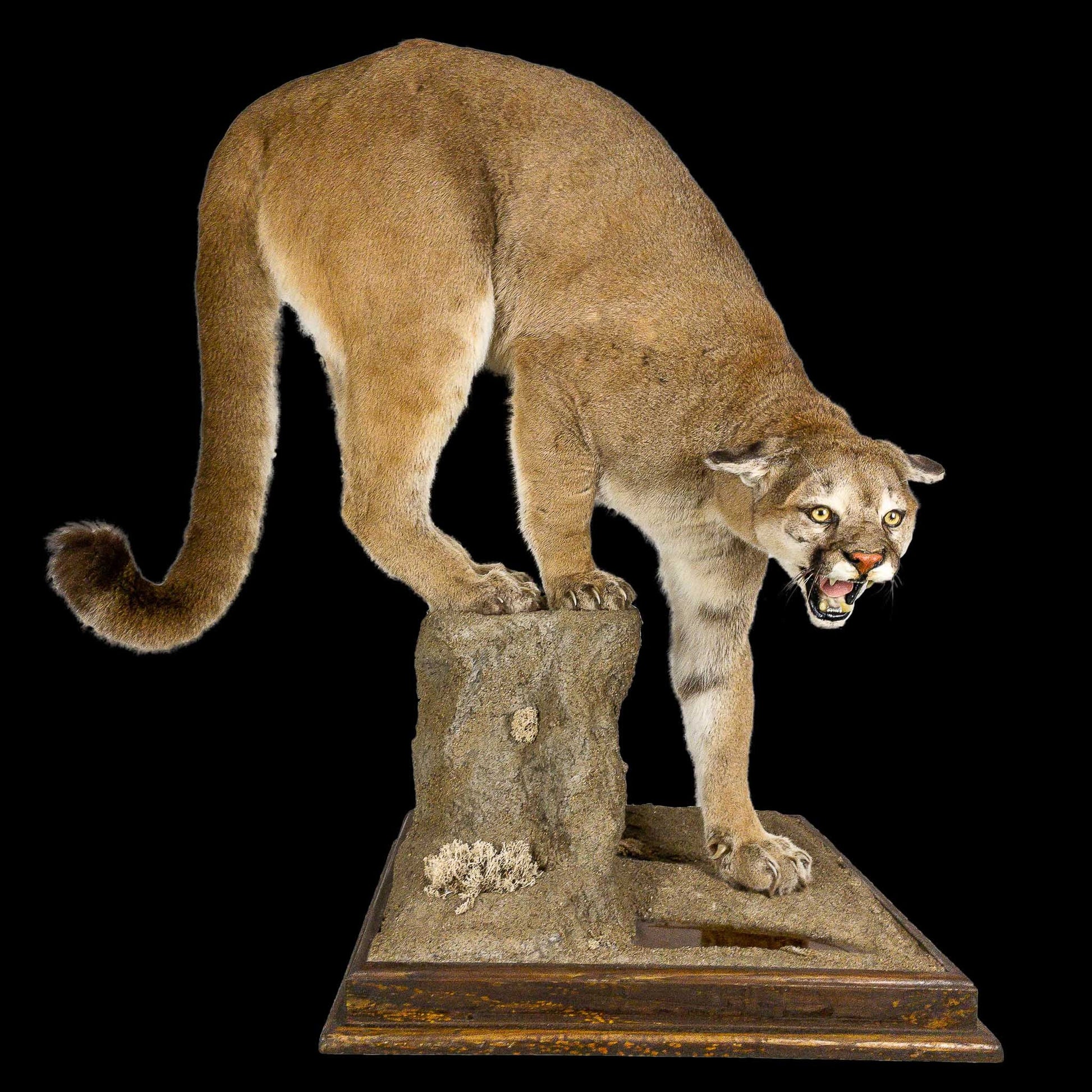 A Home Decor Taxidermy Cougar Life Size Mount of Grade Remarkable
