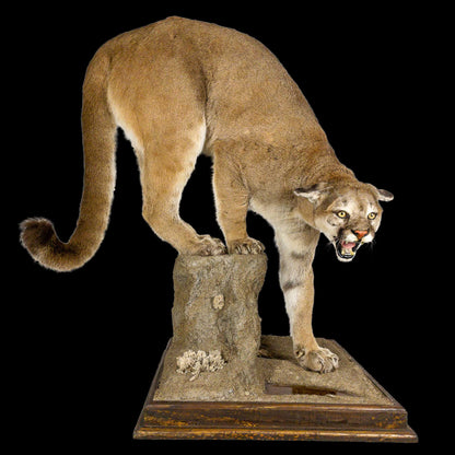 A Home Decor Taxidermy Cougar Life Size Mount of Grade Remarkable