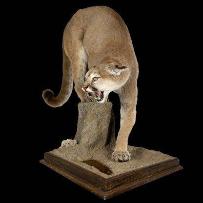 A Home Decor Taxidermy Cougar Life Size Mount of Grade Remarkable