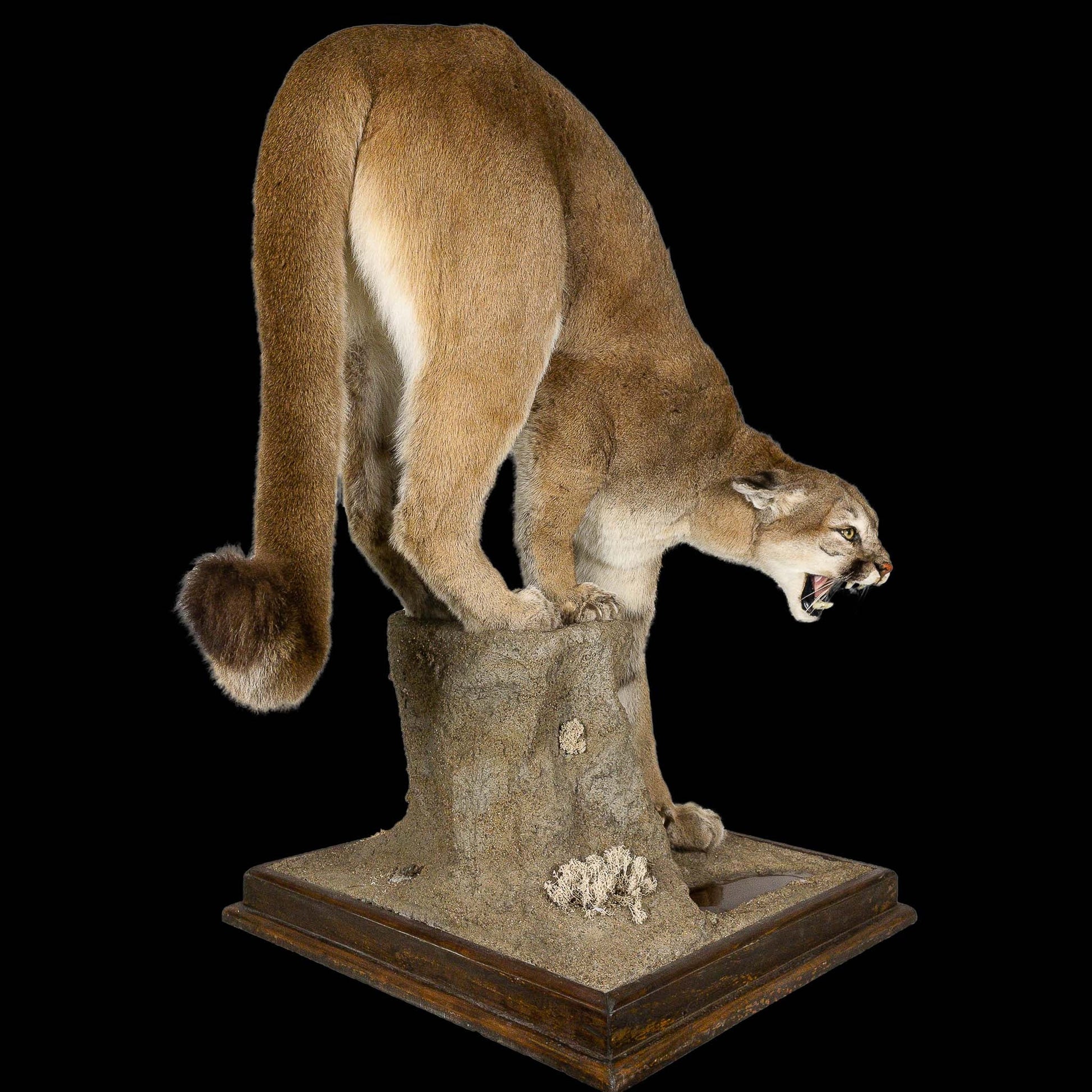A Home Decor Taxidermy Cougar Life Size Mount of Grade Remarkable