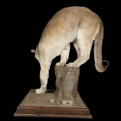 A Home Decor Taxidermy Cougar Life Size Mount of Grade Remarkable