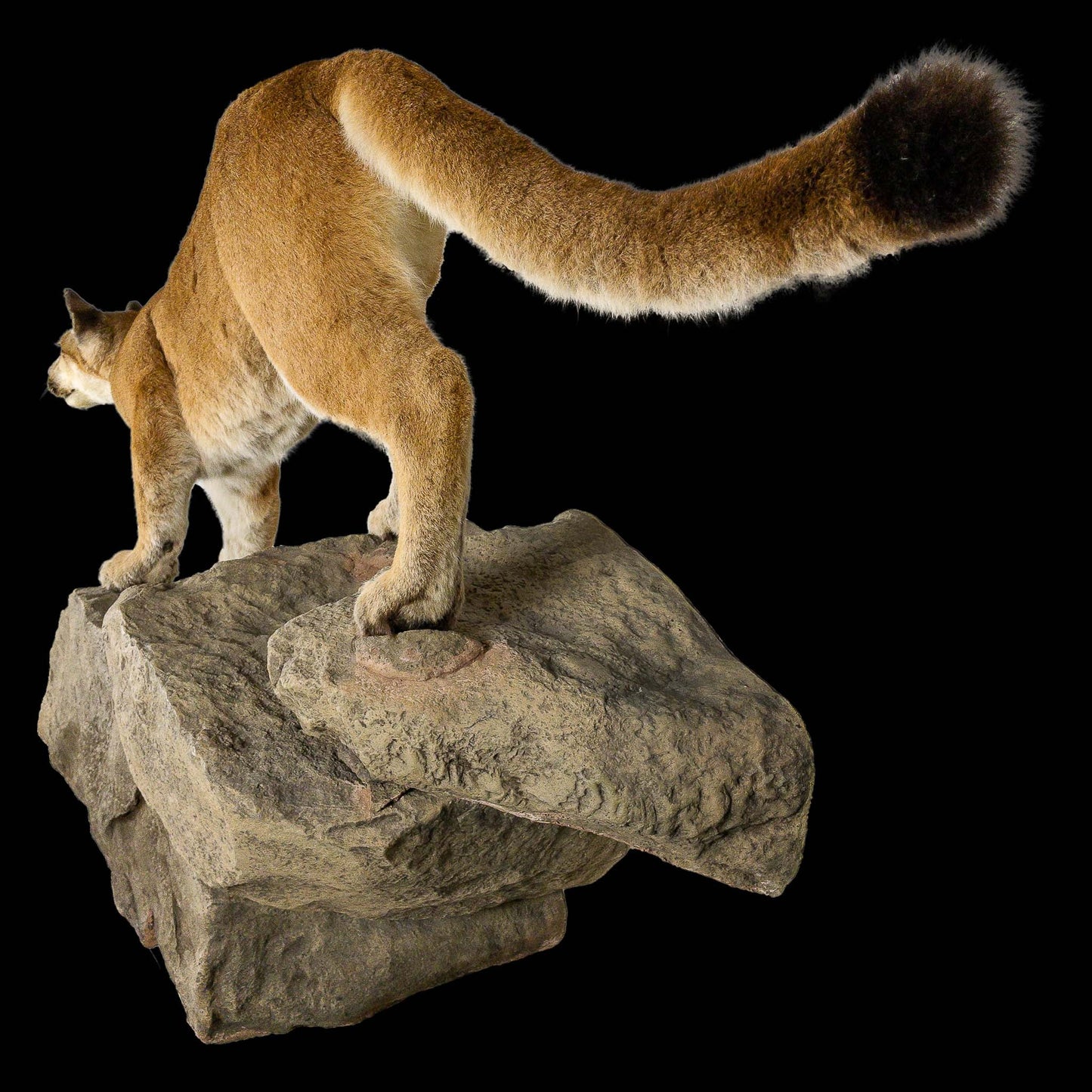 A Home Decor Taxidermy Cougar Life Size Mount of Grade Remarkable