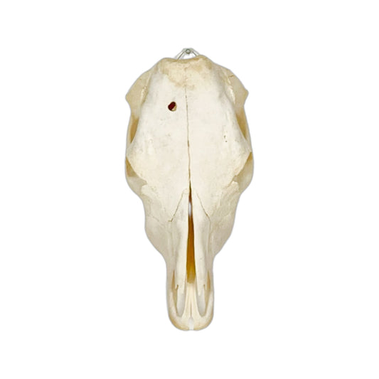 A Home Decor Taxidermy Cow Skull of Grade Respectable