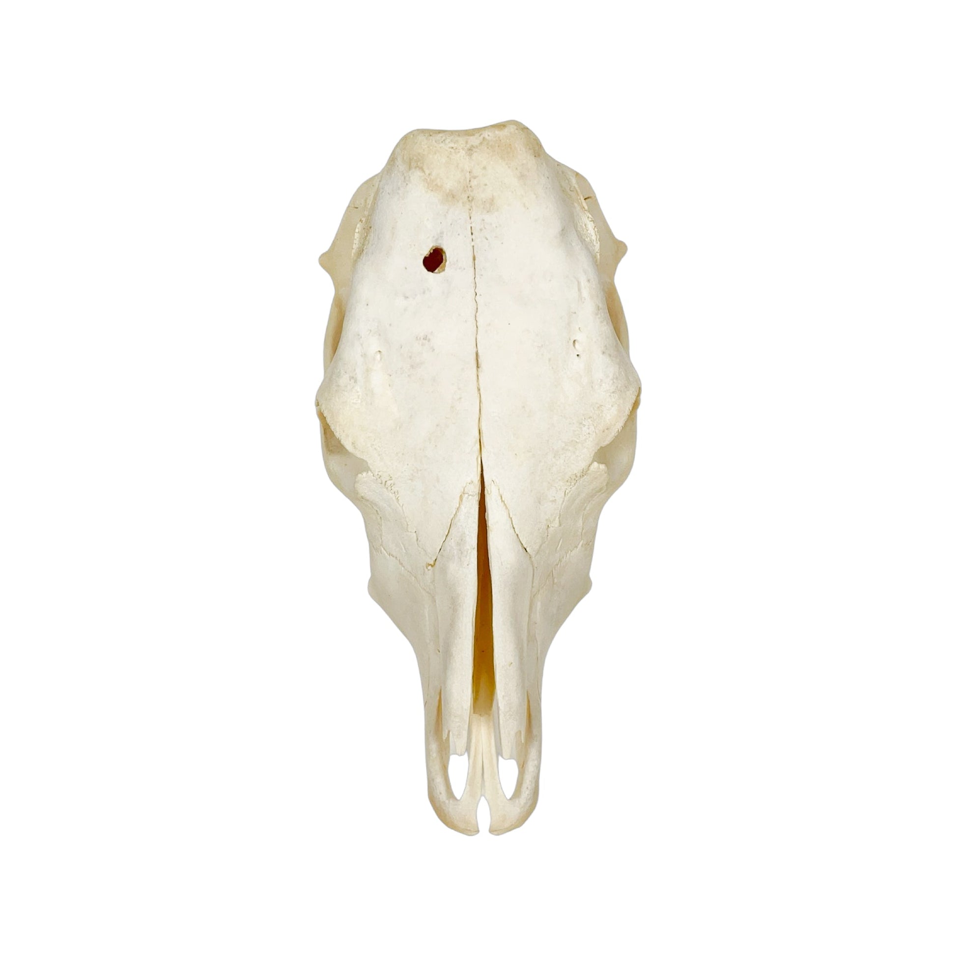 A Home Decor Taxidermy Cow Skull of Grade Respectable