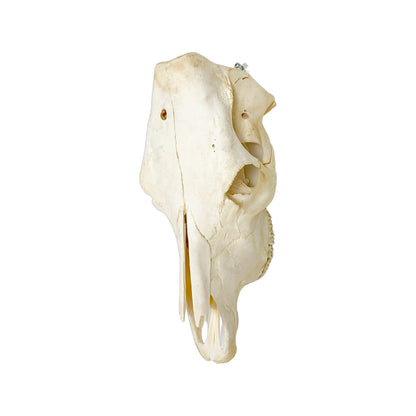 A Home Decor Taxidermy Cow Skull of Grade Respectable