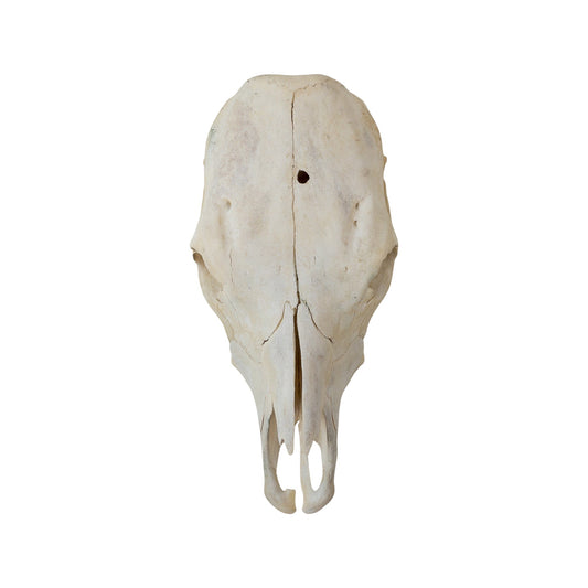 A Home Decor Taxidermy Skull Cowof Grade Remarkable