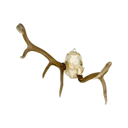 A Home Decor Taxidermy Elk European Skull of Grade Inferior