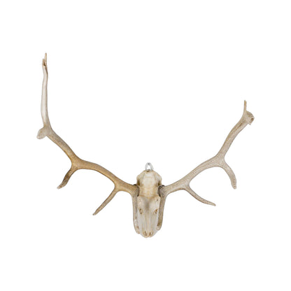 A Home Decor Taxidermy Elk European Skull of Grade Inferior