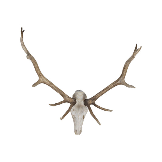 A Home Decor Taxidermy Elk European Skull of Grade Inferior