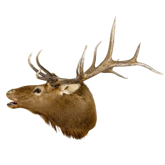 A Home Decor Taxidermy  Elk  Shoulder Mount of Grade Remarkable