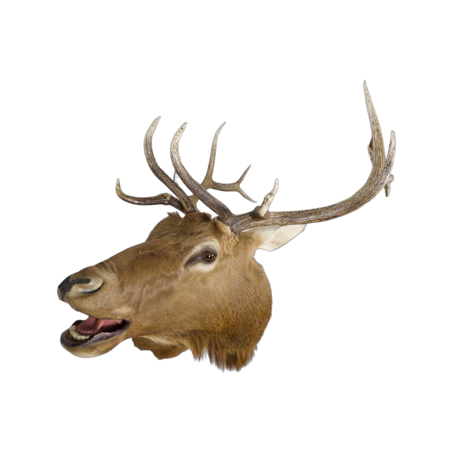 A Home Decor Taxidermy  Elk  Shoulder Mount of Grade Remarkable
