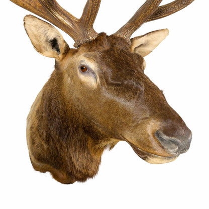 A Home Decor Taxidermy Elk  Shoulder Mount of Grade Remarkable