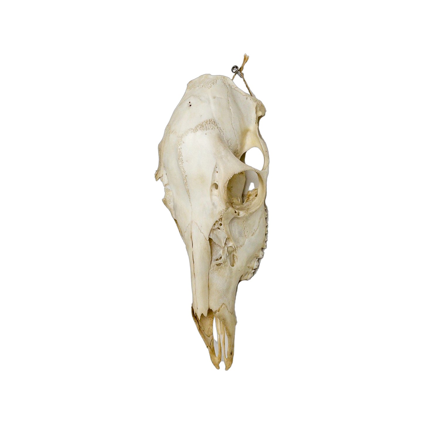 A Home Decor Taxidermy Female White-Tailed Deer European Skull of Grade Respectable