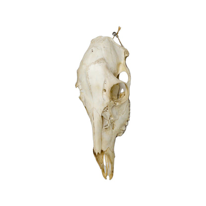 A Home Decor Taxidermy Female White-Tailed Deer European Skull of Grade Respectable