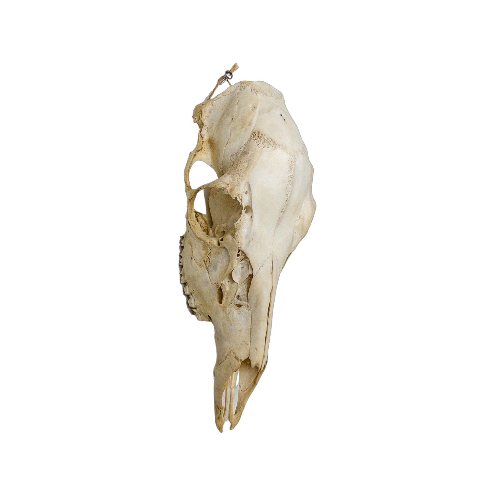 A Home Decor Taxidermy Female White-Tailed Deer European Skull of Grade Respectable