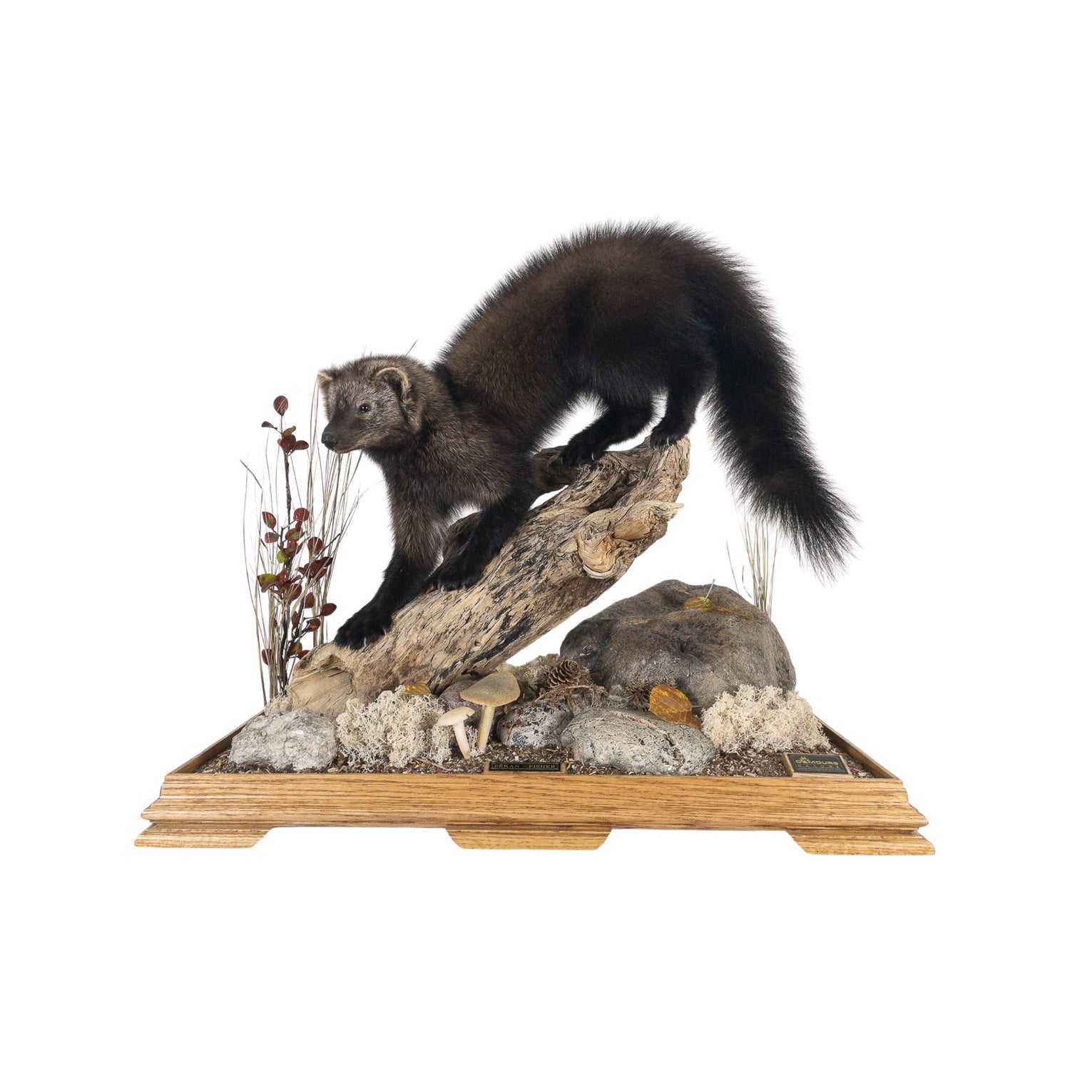 A Home Decor Taxidermy Fisher / Pekan Life Size in Glass Show Case of Grade Remarkable
