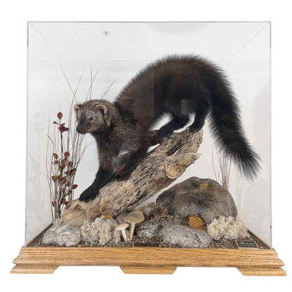 A Home Decor Taxidermy Fisher / Pekan Life Size in Glass Show Case of Grade Remarkable
